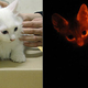 Illustration for article titled Nobel Prize in Chemistry Awarded for Transgenic, Glowing Animals